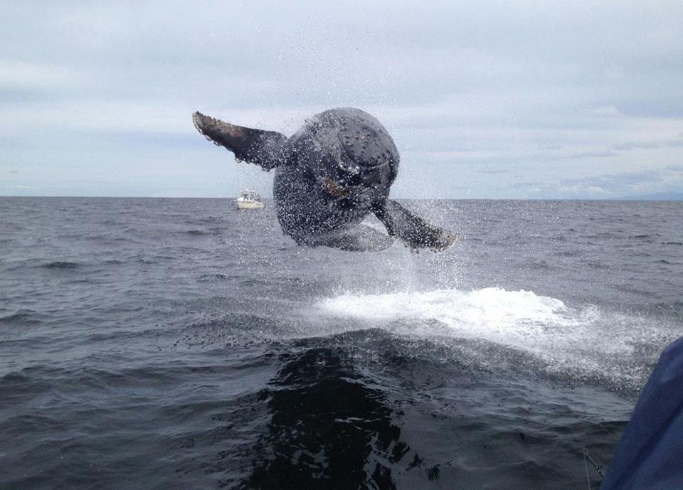mad-as-a-marine-biologist:  Baby Humpback Whale believes that it can fly, It believes