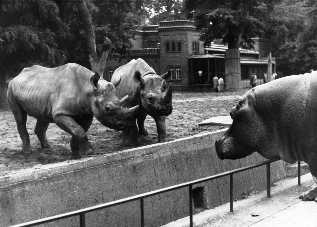 willigula:  Two rhinoceroses at the Berlin zoo judge a hippopotamus and find him…