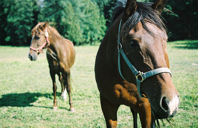 w4lrusss:  horse portraits by krista dzialoszynski on Flickr. 