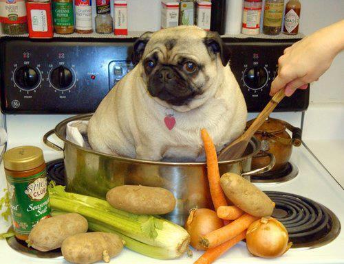 fuzziest:  ive reblogged this before but its still one of my favorite pictures  