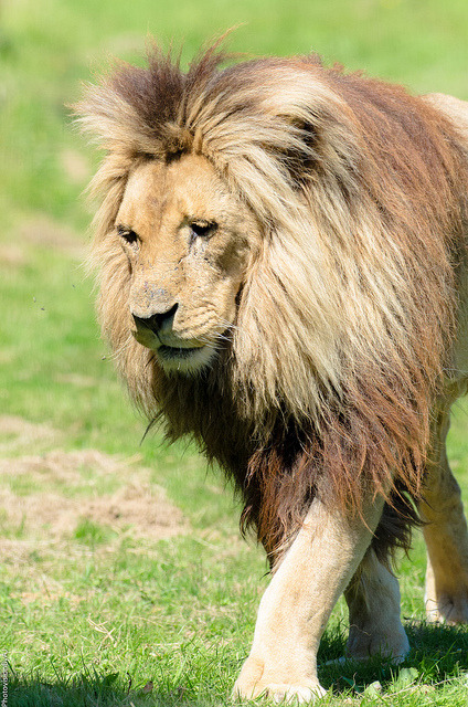 tigersandcompany: What a beautiful mane! (by Aref Jdey)