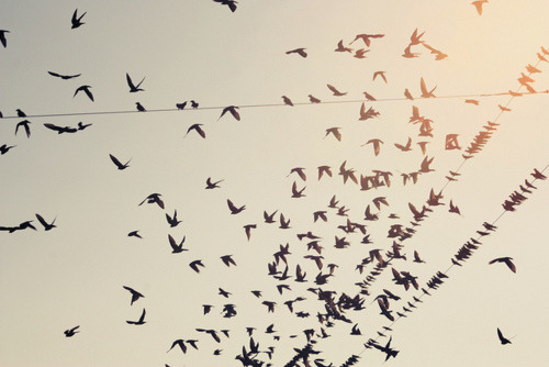 Young, wild and free