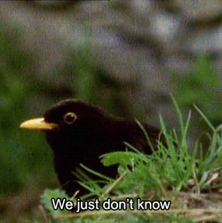COMMANDO REALLY ISN'T ON MW3?