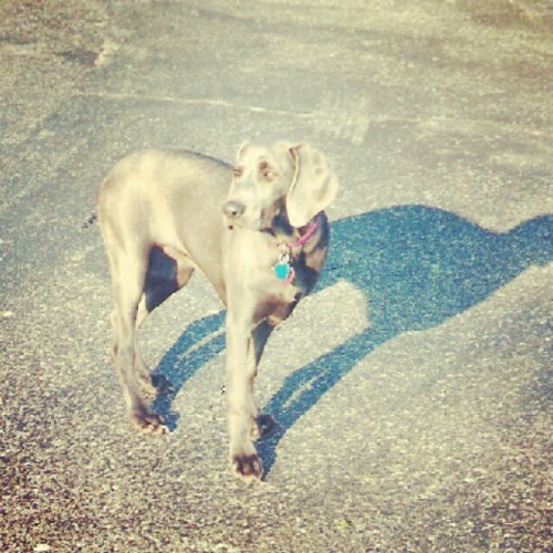 #blueweim, #weimaraner, #ilovemyweim @Taken with Instagram...