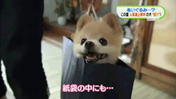 f-a-s-s-h-o-n:  Shunsuke the Dog 