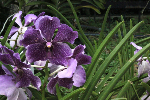 jennargibson:
“ In Bloom. At Kuala Lumpur Orchid Garden.
”