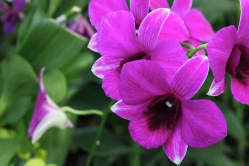 jennargibson:
“ In Bloom. At Kuala Lumpur Orchid Garden.
”