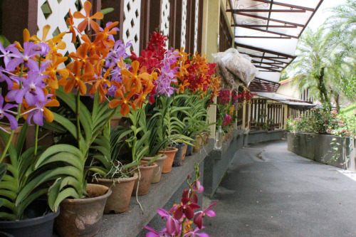 jennargibson:
“ In Bloom. At Kuala Lumpur Orchid Garden.
”