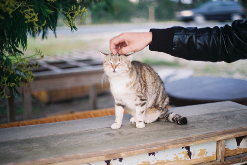 varens:gatinha by Joana Rosa Bragança on Flickr.