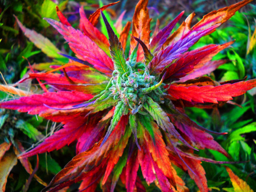 Dabz