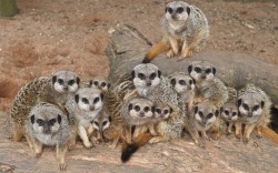 theanimalblog:  Four baby meerkats have been born at Bristol Zoo Gardens. At less than three weeks old, the tiny meerkats weigh around just 30g at birth and still have their eyes closed. They are being looked after around the clock by the rest of the