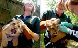 sm0keblunts:  theanimalblog:  Paignton Zoo’s big cat keeper Helen Neighbour (left) and zoo vet Catherine Bergzoll vaccinate a lion cub. The four lion cubs at Paignton Zoo, in Devon, received their routine vaccinations at nine weeks. The cubs, who are