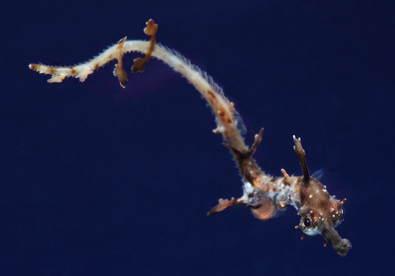 And off they go! More than 30 weedy sea dragons have now hatched on exhibit.
Learn more about our “Secret Lives of Seahorses” special exhibition.