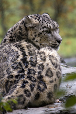 tigersandcompany:  Snow leopard (by 350Wedge)