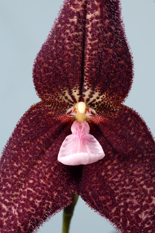 mothernature-fathertime:
“ Top: the Dracula Raven orchid (dracula lenore); bottom: its parents — left: the Bleeding Sunset orchid (dracula vampira); right: the Roezl’s Dracula orchid (dracula roezlii)
From San Francisco’s SFGate.com:
“ The Pacific...