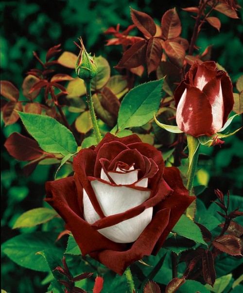 Porn photo oracles:  osiria roses 