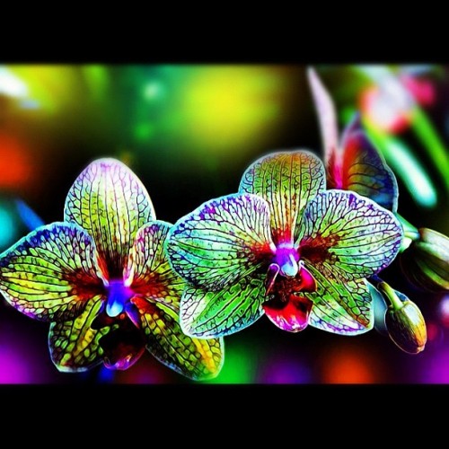 jstgermain89:
“ Coolest #orchids I’ve ever seen!! #jstgermain (Taken with Instagram)
”