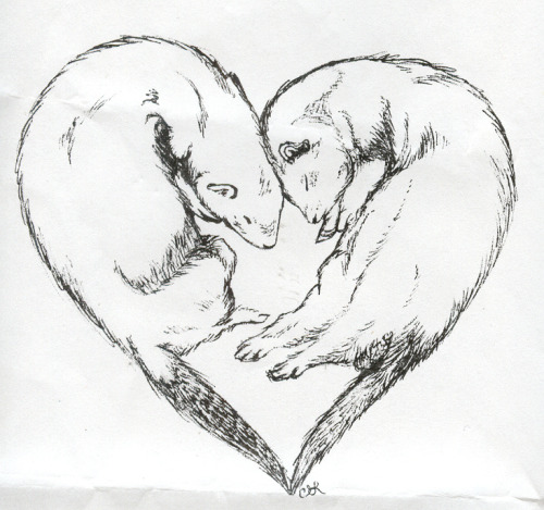 i miss my ferrets so fucking much. :(