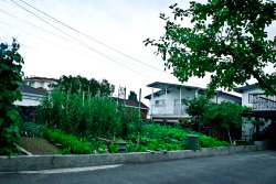 eastvan4life:  backyard garden envy