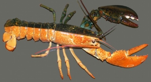 Intersex lobsters are fascinating, but intersex people don&rsquo;t look like this.