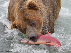 magicalnaturetour:   “Bear Catching Salmon”