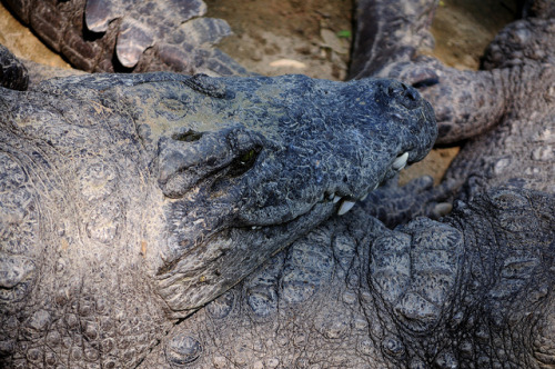 Crocodylus palustris by R. Karthik on Flickr. Mugger crocodile