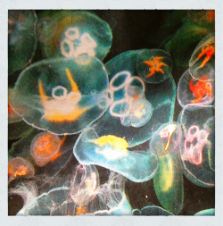 ninawmelton:  Jellyfish