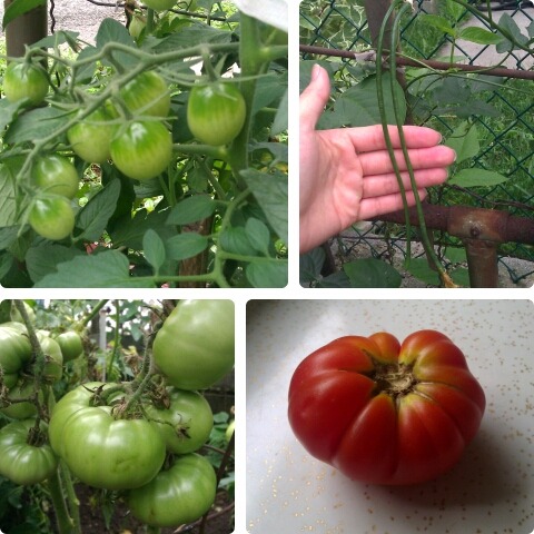 Veggie Garden Update 7/28/12
Tomatoes and Chinese long beans.