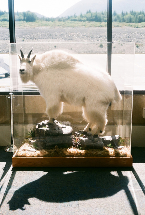 Taxidermy Goat 