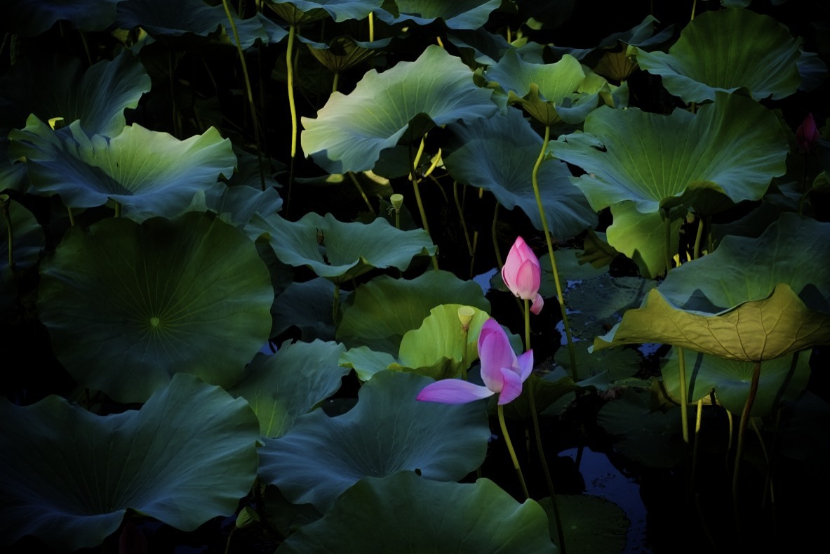 Summer lotus flowers.