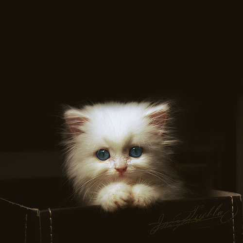 Fluffy white cat with blue eyes