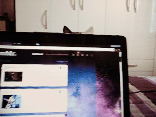 darylfranz:  おやつをねだる猫がエキサイトしすぎｗｗｗｗｗｗ:ハムスター速報