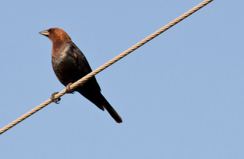 Brown-Headed Cowbird