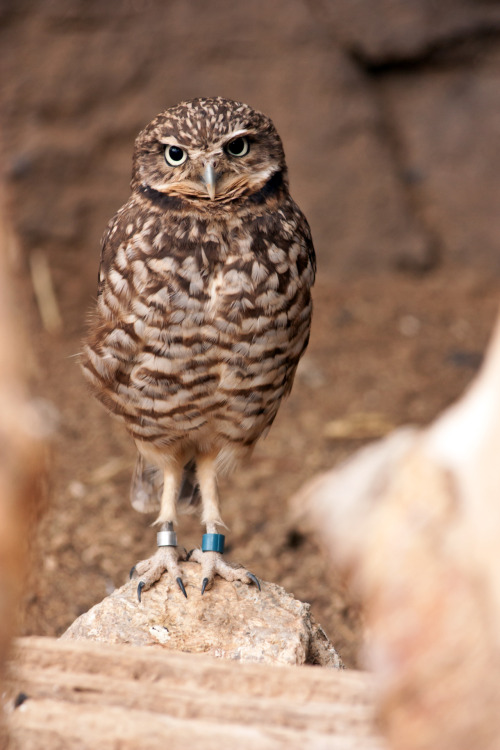 Burrowing Owl