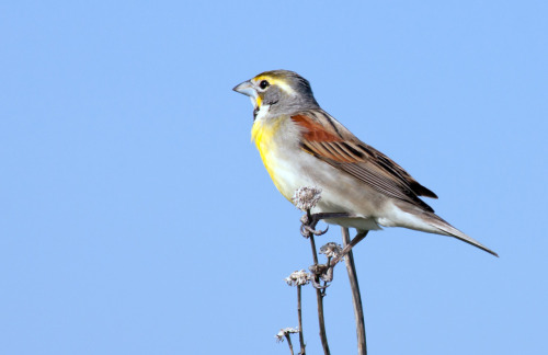 Dickcissel