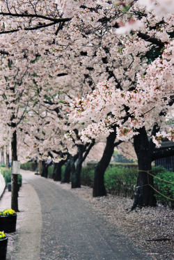  Koboyama Park is a unique hill in southern Matsumoto City that is almost entirely covered by nearly 2000 cherry trees. 