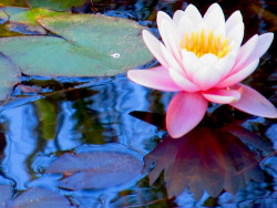 Abicobain:  La Flor Que Crece En La Adversidad, Es La Más Hermosa De Todas. 