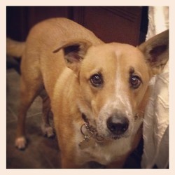 Dingo boy is so cute! (Taken with Instagram