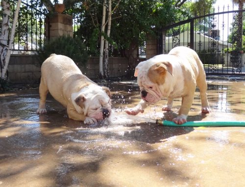 Olde english bulldogges an more!