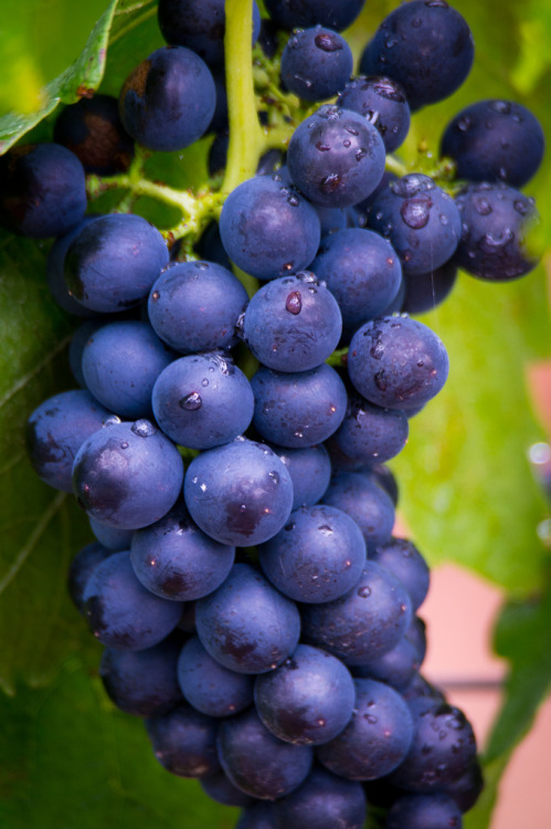 Beautiful Pictures Of Healthy Food