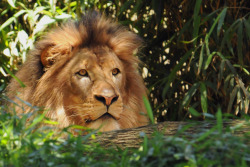 llbwwb:  Lion in wait (by ucumari)