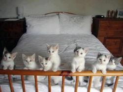 hirotohk:  beccaelain:  omg omg omg  Awkward moment when your friends cats show up on your dash… They were a cute bunch! 