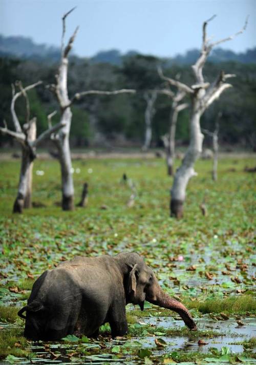 natures-way:  funnywildlife:  Elephant Swim!!An elephant walks in a lake at Yala National Park near 