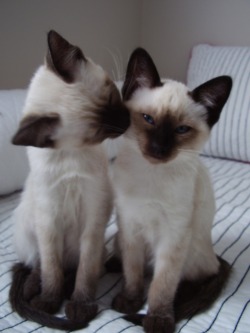 Catp0Rn:  Ok I Know I Said No More Kissing Kitties But These Are Siamese Kitties