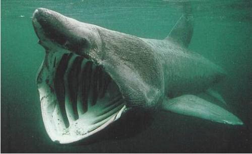 Basking Shark