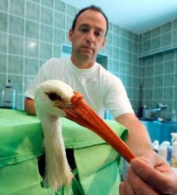 vegan-grindhag:  In a remarkable story of survival, this Hungarian stork was given a new lease on life after being fitted with an artificial prosthetic beak. The beak, which was created from synthetic resin, may allow the bird to return to life in the