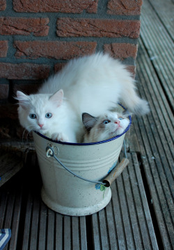 thefluffingtonpost:  Area Bucket Clearly