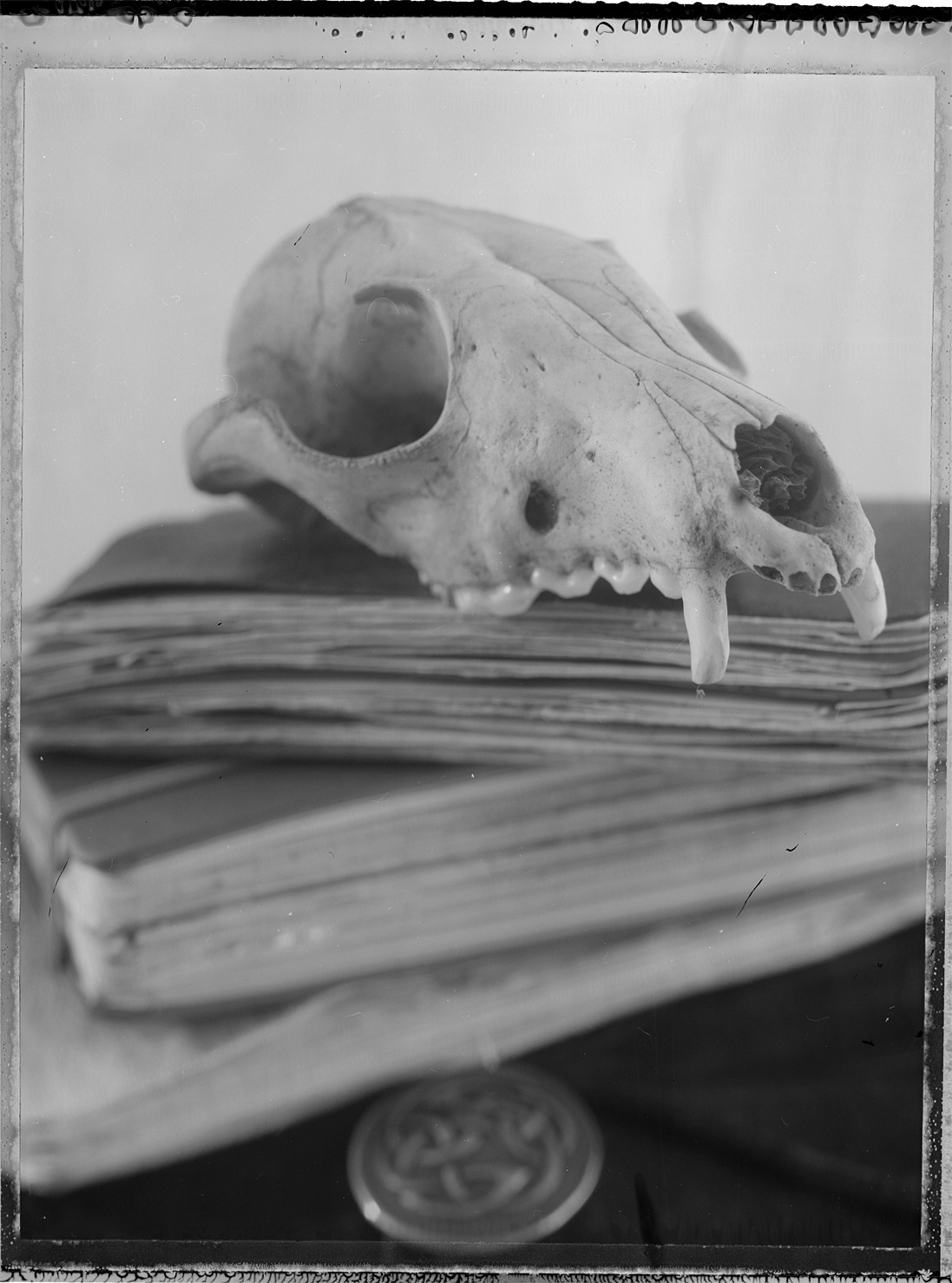 Remains IV
Camera: Arca 4x5, Film: Polaroid 55, scanned negative