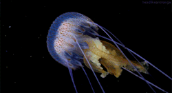 headlikeanorange:A jellyfish (Rafa Herrero Massieu)