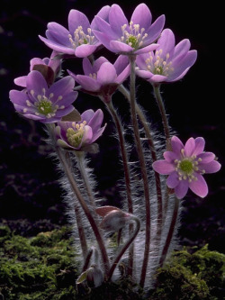 wild-flowers:  Roundlobe Hepatica 